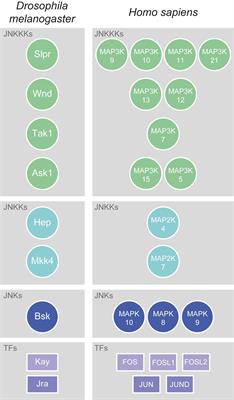 Two-Faced: Roles of JNK Signalling During Tumourigenesis in the Drosophila Model